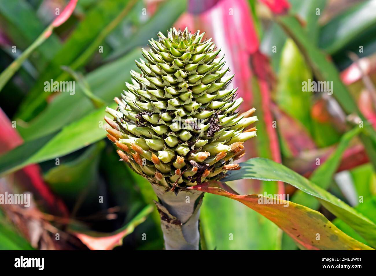 Bromelienblüte (Aechmea pectinata) im Tropenwald, Rio Stockfoto
