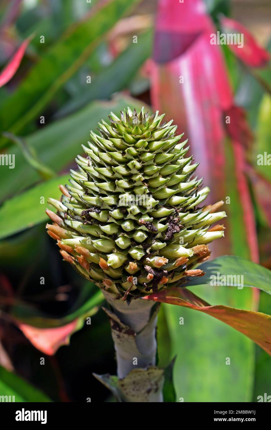 Bromelienblüte (Aechmea pectinata) im Tropenwald, Rio Stockfoto