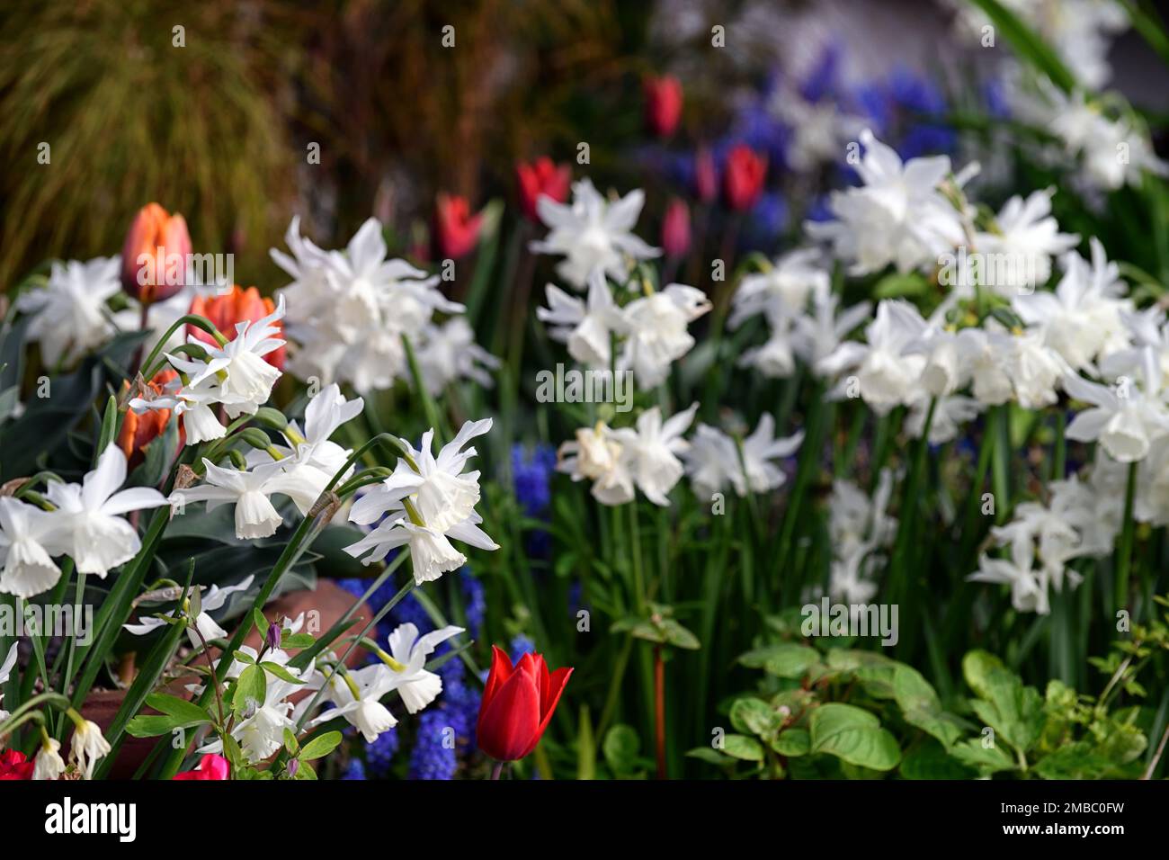 Narzissen thalia, weiße Narzissen, Triandrus, mehrköpfige Blume, weiße Blüten, weiße Narzisse, Narzissen, Narzissen, Frühling im Garten, Narzisse und Tul Stockfoto