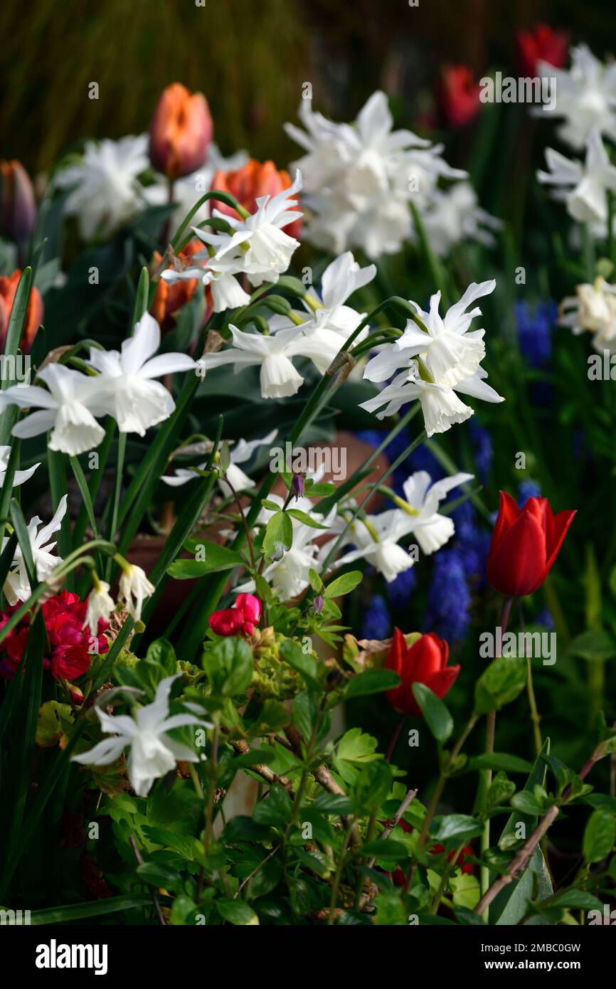 Narzissen thalia, weiße Narzissen, Triandrus, mehrköpfige Blume, weiße Blüten, weiße Narzisse, Narzissen, Narzissen, Frühling im Garten, Narzisse und Tul Stockfoto