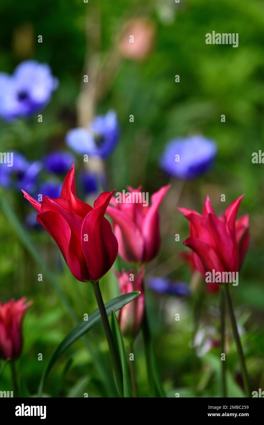 Tulip Pieter de Leur, Tulipa Pieter de Leur, dunkelrote Tulpe, dunkelrote Tulpen, Lilienblüten Tulpe, Blumenmuster Stockfoto