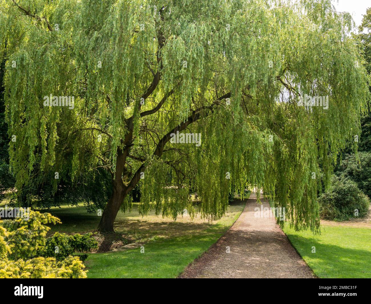 An einem sonnigen Tag im Sommer (Juli), Grantham, Lincolnshire, England, Großbritannien, überragt die Trauerweide (Salix babylonica) den Fußweg und den Rasen Stockfoto