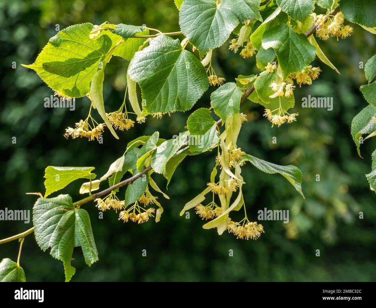 Schließung der Blütenblüten von Lime Tree (Tilia x europaea) im Juli, Lincolnshire, Großbritannien Stockfoto