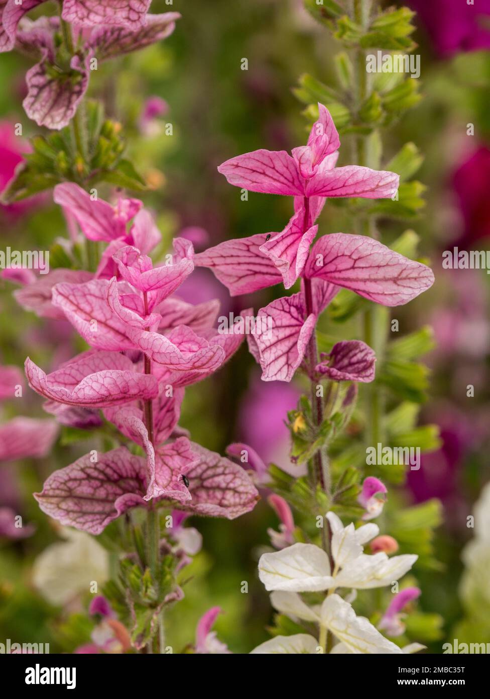 Im Juli erblühten wunderschöne rosafarbene Venen von Salvia viridis (Clary) in England, Großbritannien Stockfoto