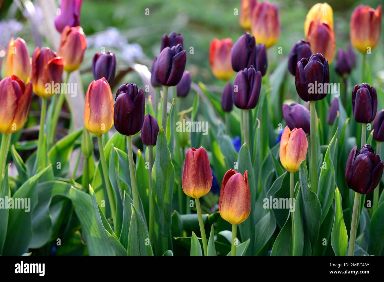 tulipa Bernstein glüht, tulipa Black Jack, Tulip Bernstein glüht, Tulip Black Jack, Bernstein-Gelb und tiefrote Blütenblätter, tieflila, dunkelbraunes Kastanien, Mix, gemischte Tulpen Stockfoto