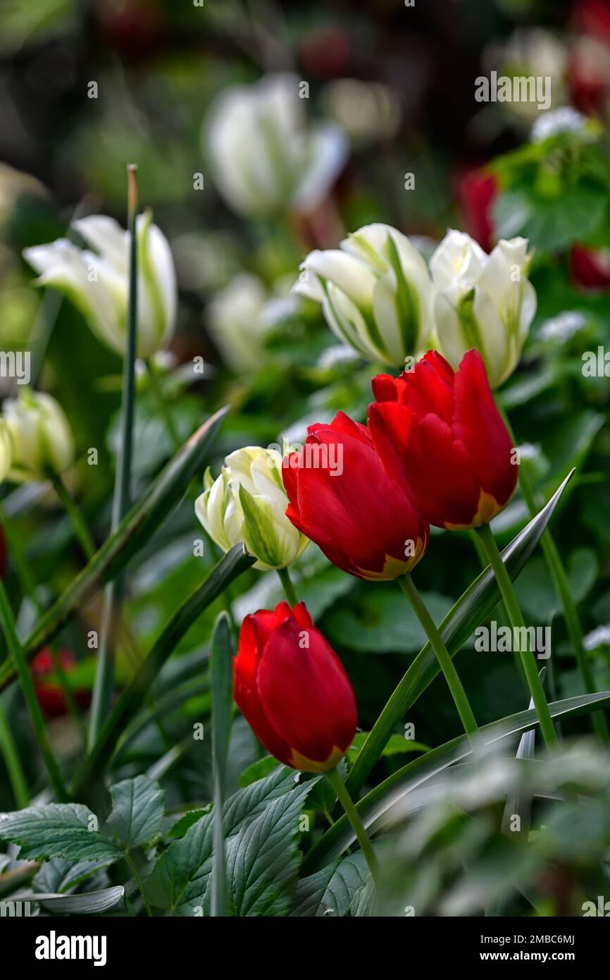 tulipa Spring Green, tulipa Sping Green, tulipa oxford, Tulip oxford, weiße und rote Tulpen, gemischte Tulpen, weiße und rote Tulpen, gemischtes Tulpenpflanzschema, sp Stockfoto