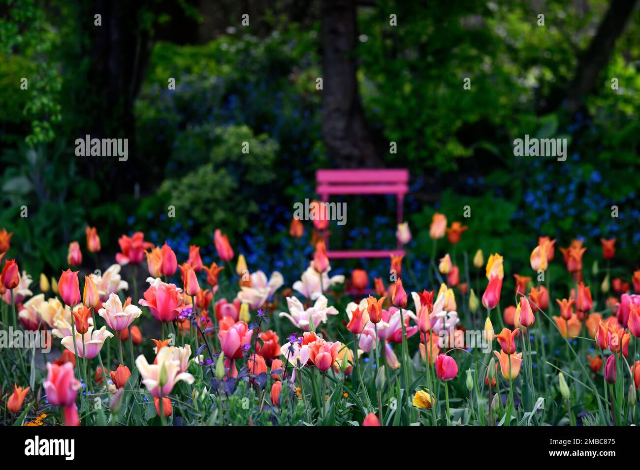 tulipa Rouge Lady, tulipa Ballerina, tulipa Rosa Impression, tulipa suncatcher, rote orange gelbe Aprikosenblüten, Frühling im Garten, gemischte Tulpen, Nadel Stockfoto