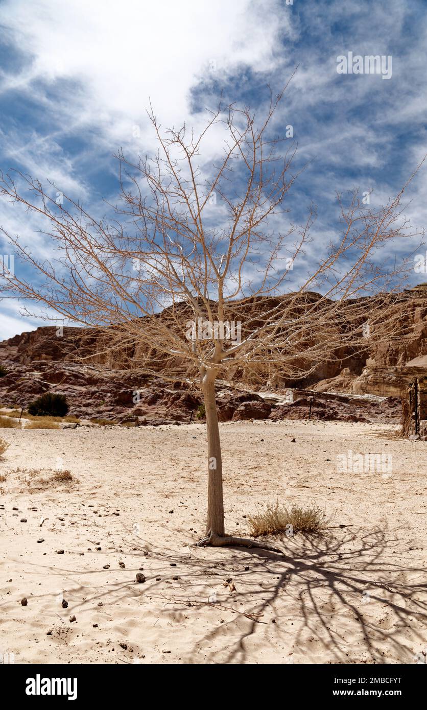 Ein einsamer Baum mitten in der Wüste Stockfoto