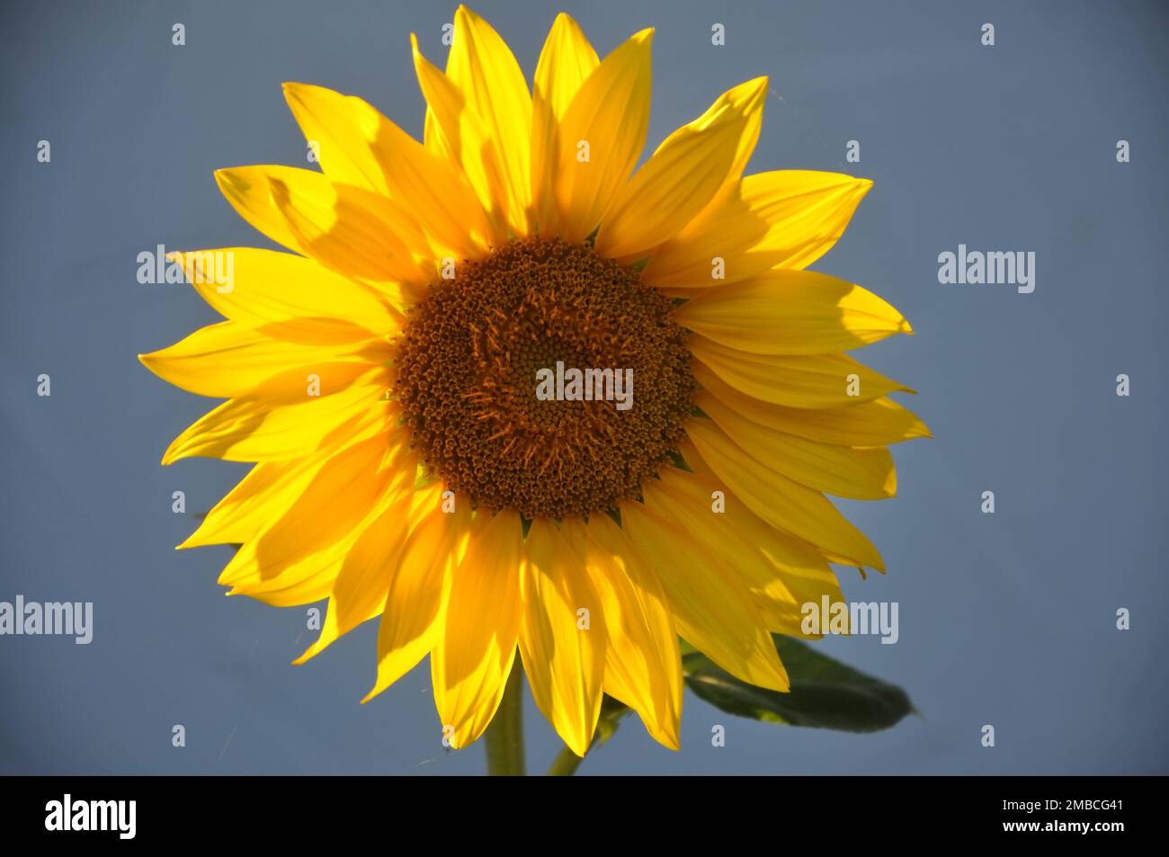 Sonnenblume vor blauem Himmel. Eine große gelbe Sonnenblume mit blauem Himmelshintergrund. Big Yellow Sunflower Filament In Blue Sky Background Sunflower. Stockfoto
