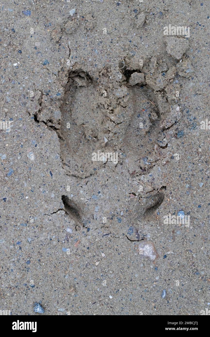 Fußabdruck von Rentieren (Rangifer tarandus tarandus) im Sand mit Klauen/Zehen und Krallen Stockfoto