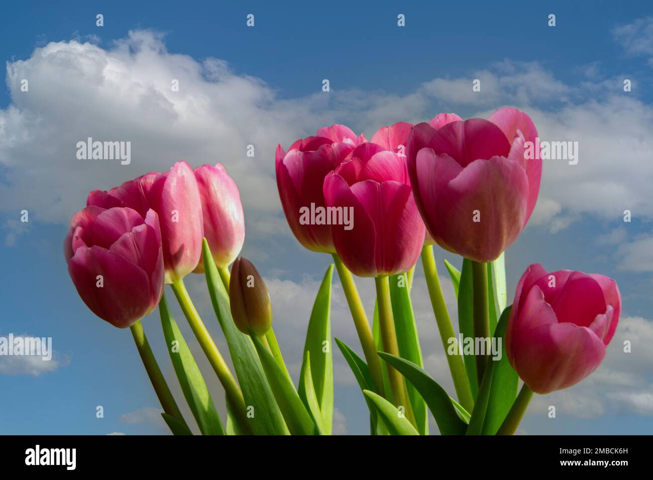 Tulpen mit Himmelshintergrund. Stockfoto