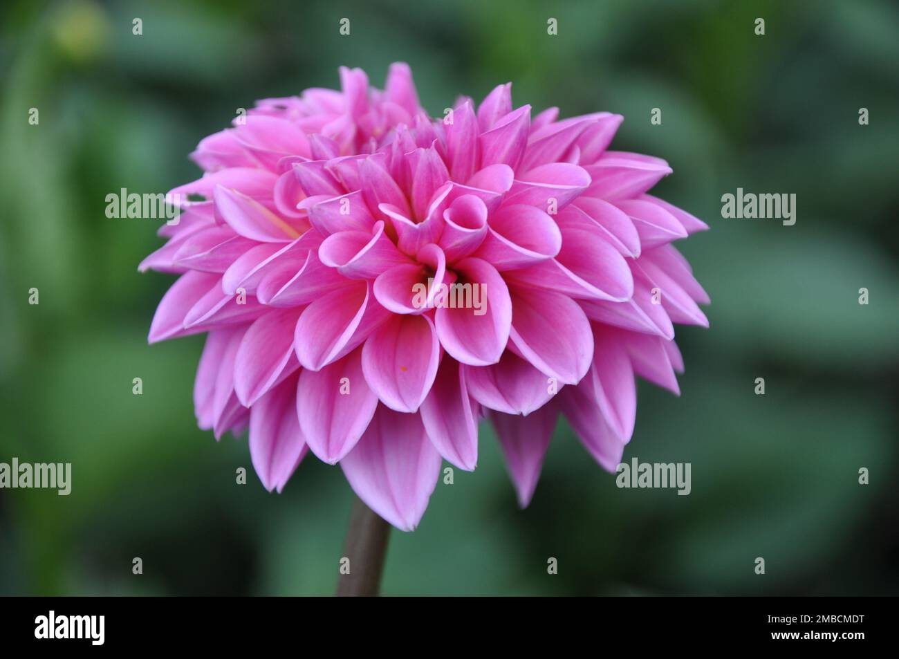 Leuchtend rosa blühende Dahlienblüte. Abstrakte Nahaufnahme (Makro) aus rosa Dahlienblüten mit hübschen Blütenblättern Stockfoto