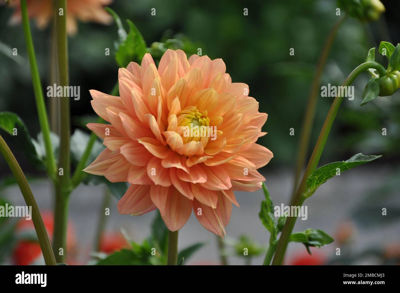 Wunderschöne orangefarbene Dahlienblume im botanischen Garten aus der Nähe. Leuchtend orange blühende Dahlienblume Stockfoto