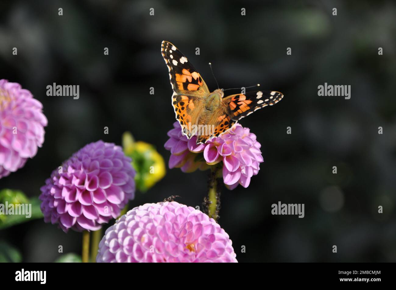 Vanessa Cardui Schmetterling auf rosa Dahlienblüten. Stockfoto