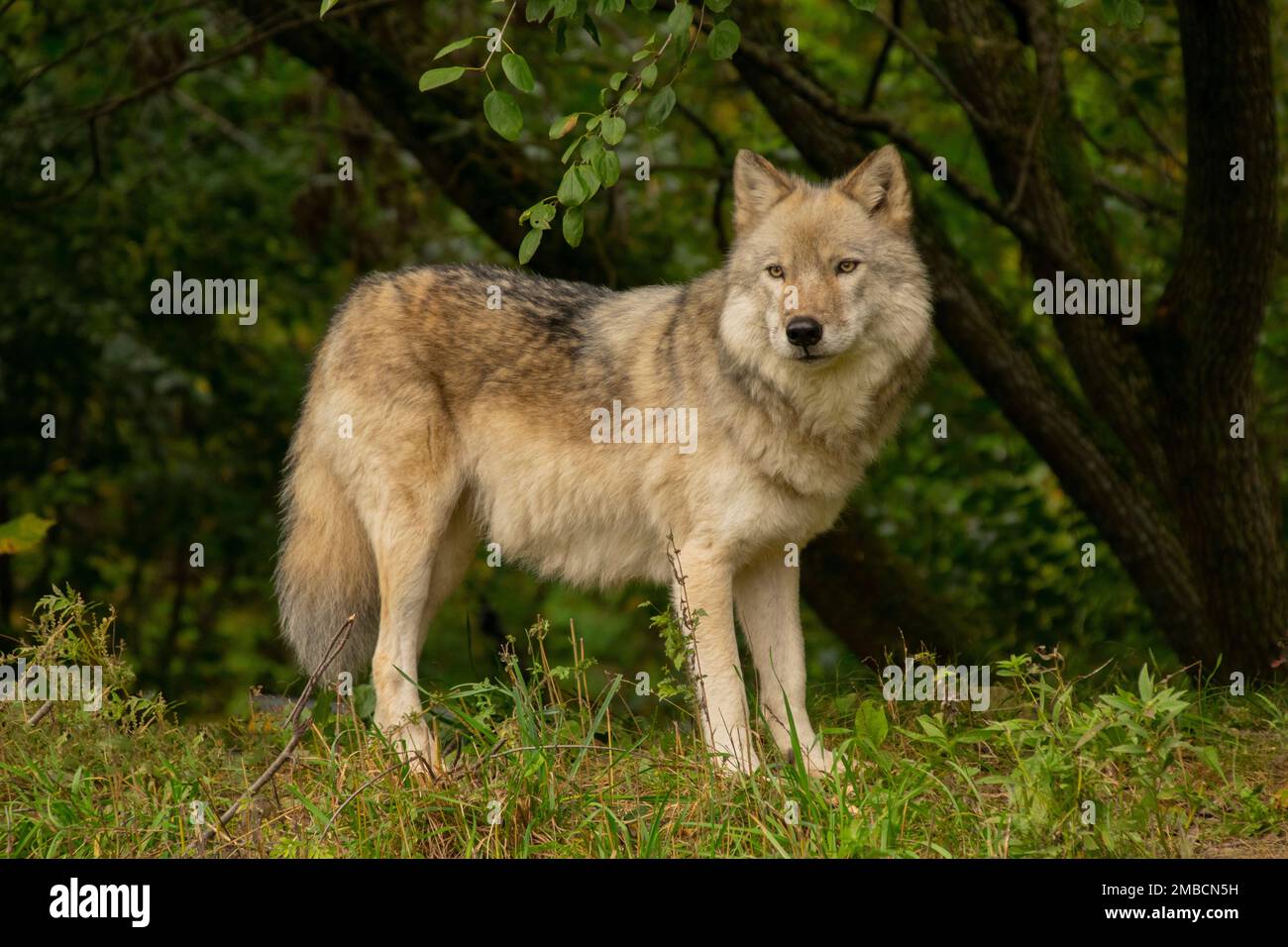 Ein grauer Wolf Stockfoto