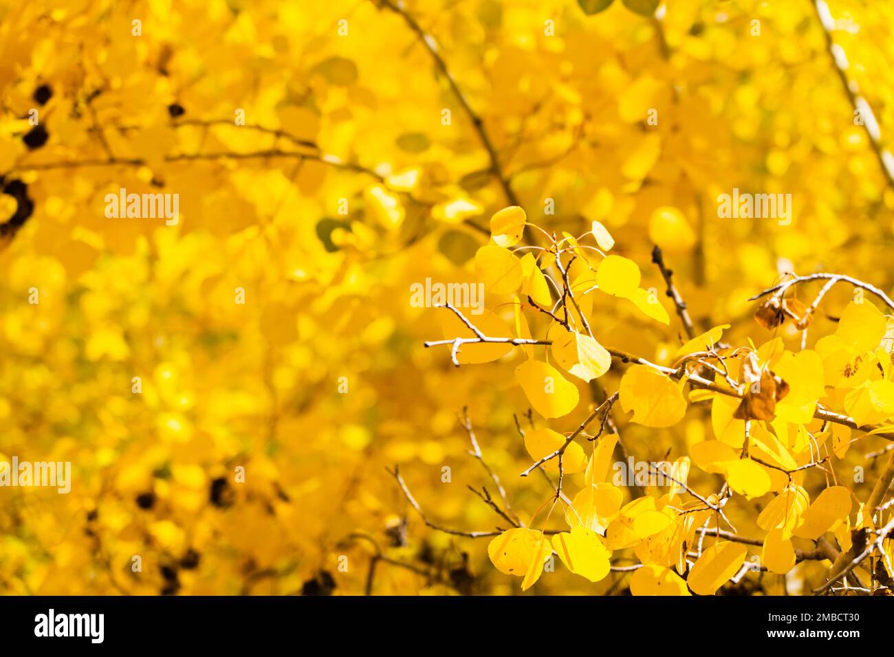 Nahaufnahme der gelben Herbstblätter. Stockfoto