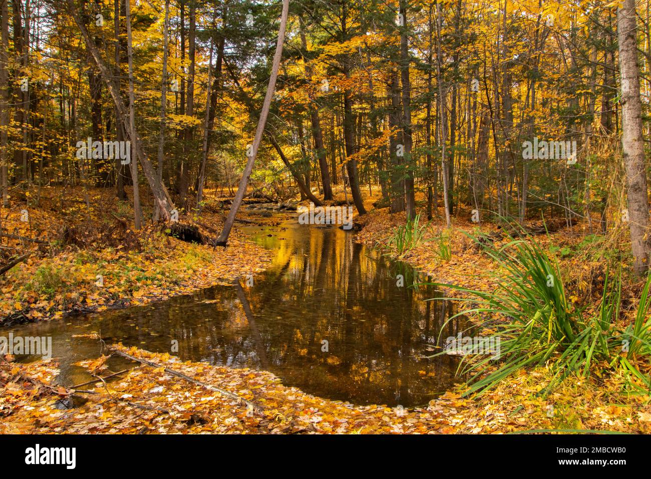 Ein Stream im Herbst. Stockfoto