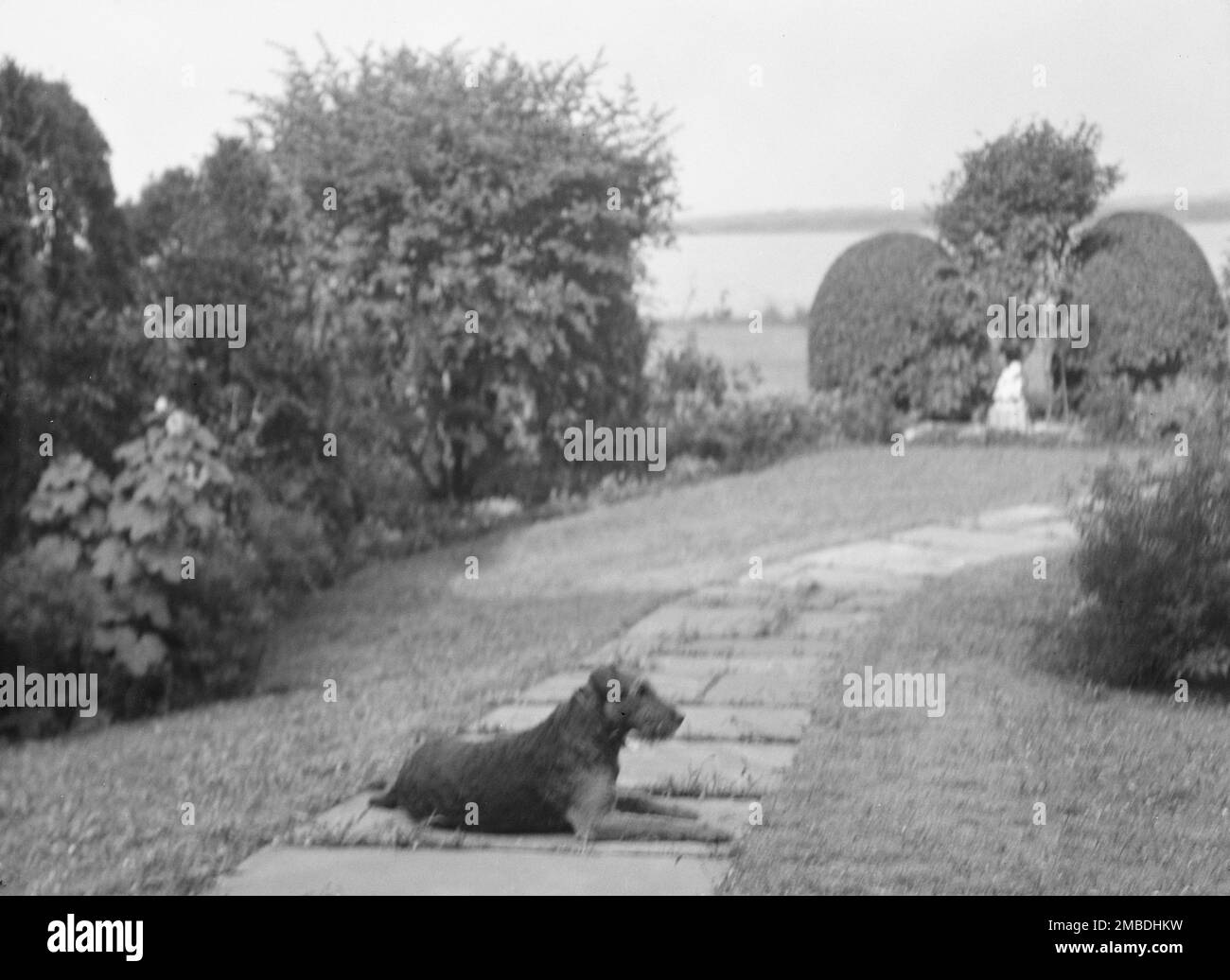 Hund auf dem Gelände von „The Shallows“, Eigentum von Lucien Hamilton Tyng, Southampton, Long Island, 1931. August Stockfoto