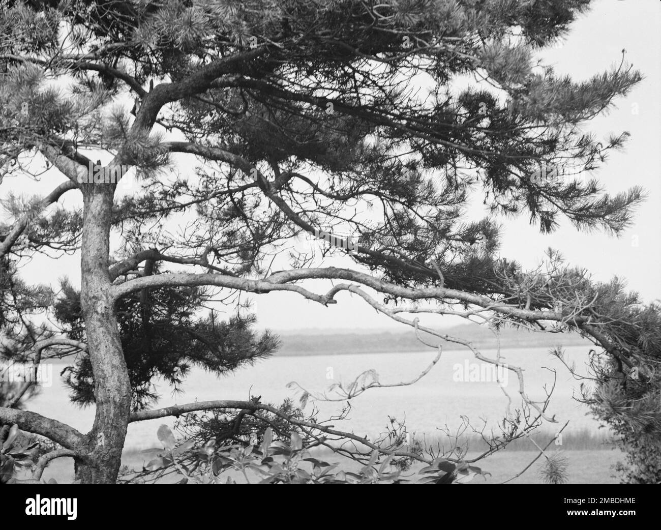 Baum- und Wasserblick im „Shallow“, Eigentum von Lucien Hamilton Tyng, Southampton, Long Island, 1931. August Stockfoto