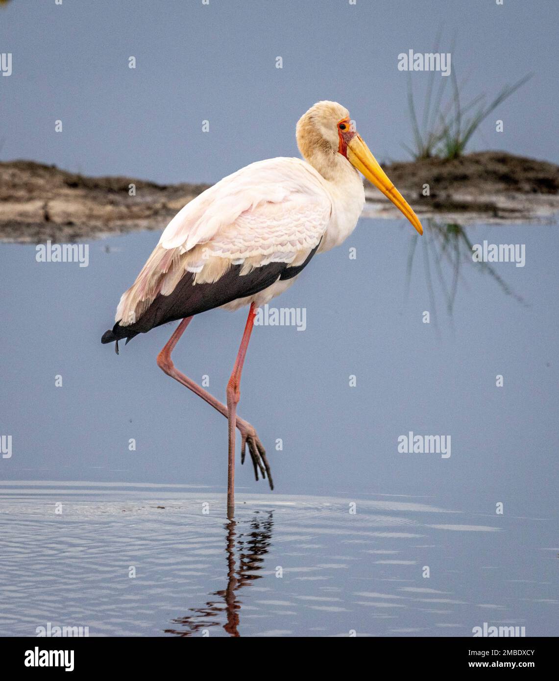 Gelbschnabelstorch (Mycteria ibis), Amboseli-Nationalpark, Kenia, Afrika Stockfoto