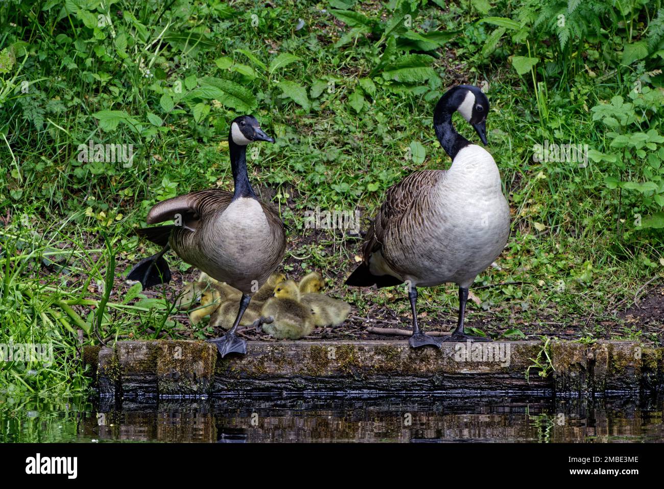 Canada Gänse (Branta canadensis) Eltern, die ihre Unterwäsche bewachen und sich an einem kleinen Kai am See ausruhen Stockfoto
