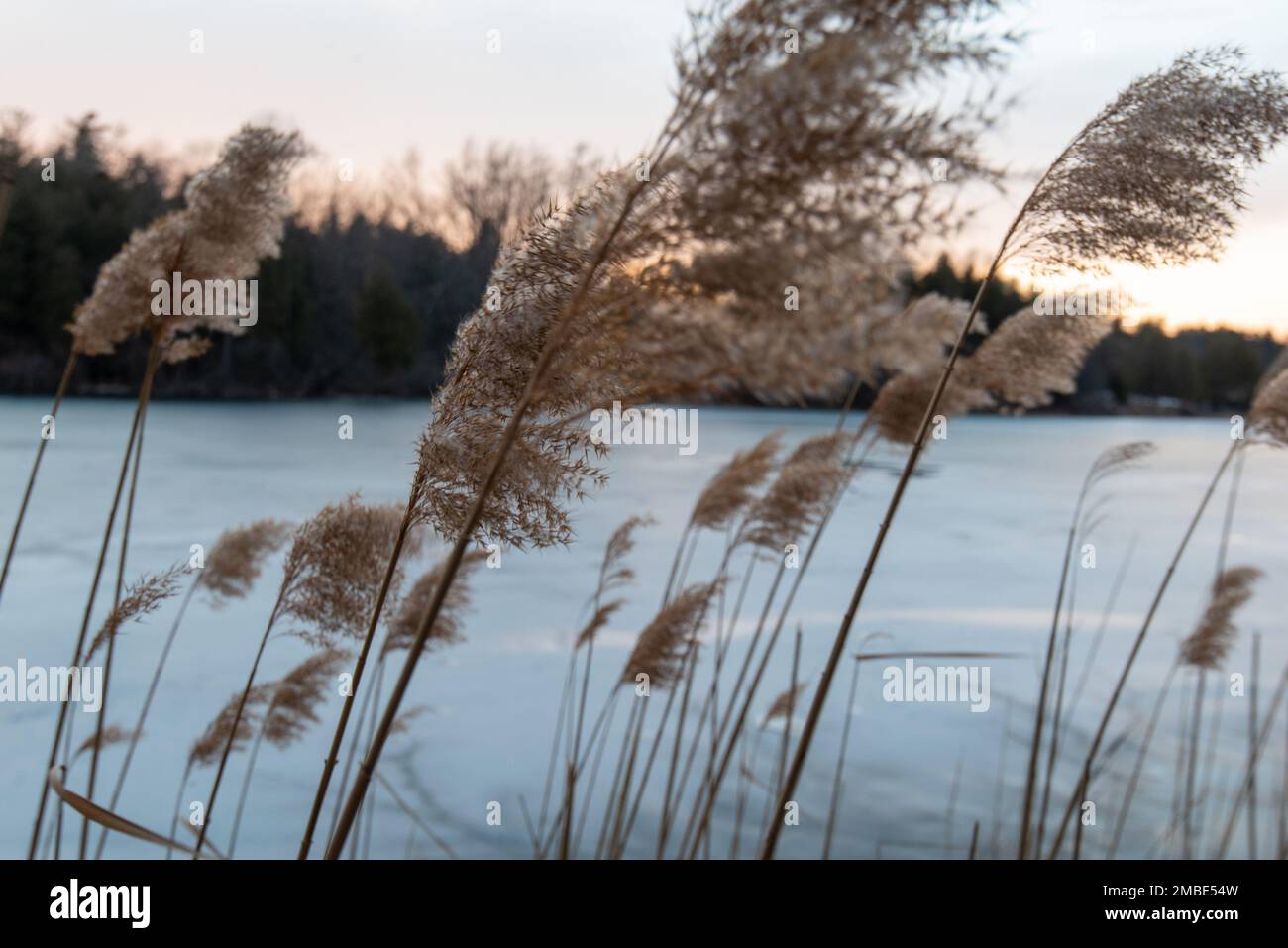 Eine Nahaufnahme des Windes, der das Schilf an einem Teich gegen den Sonnenuntergang bewegt Stockfoto