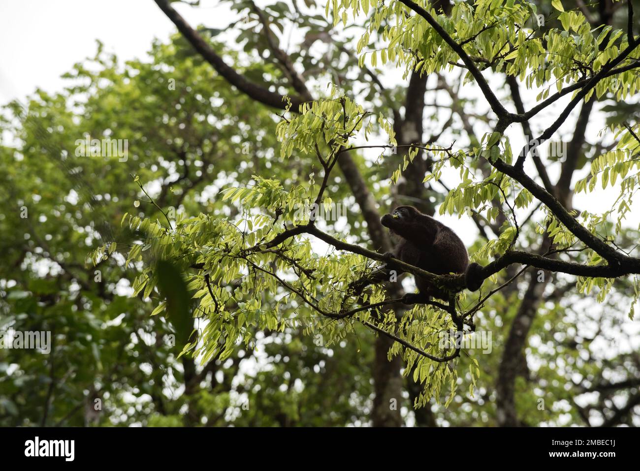 Brüllaffe im Costa-ricanischen Regenwald, hoch oben auf einem Ast, isst Blätter. Singe Hurleur dans la forêt Tropical du Costa Rica Perché Stockfoto