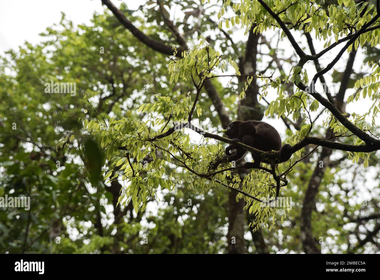 Brüllaffe im Costa-ricanischen Regenwald, hoch oben auf einem Ast, isst Blätter. Singe Hurleur dans la forêt Tropical du Costa Rica Perché Stockfoto