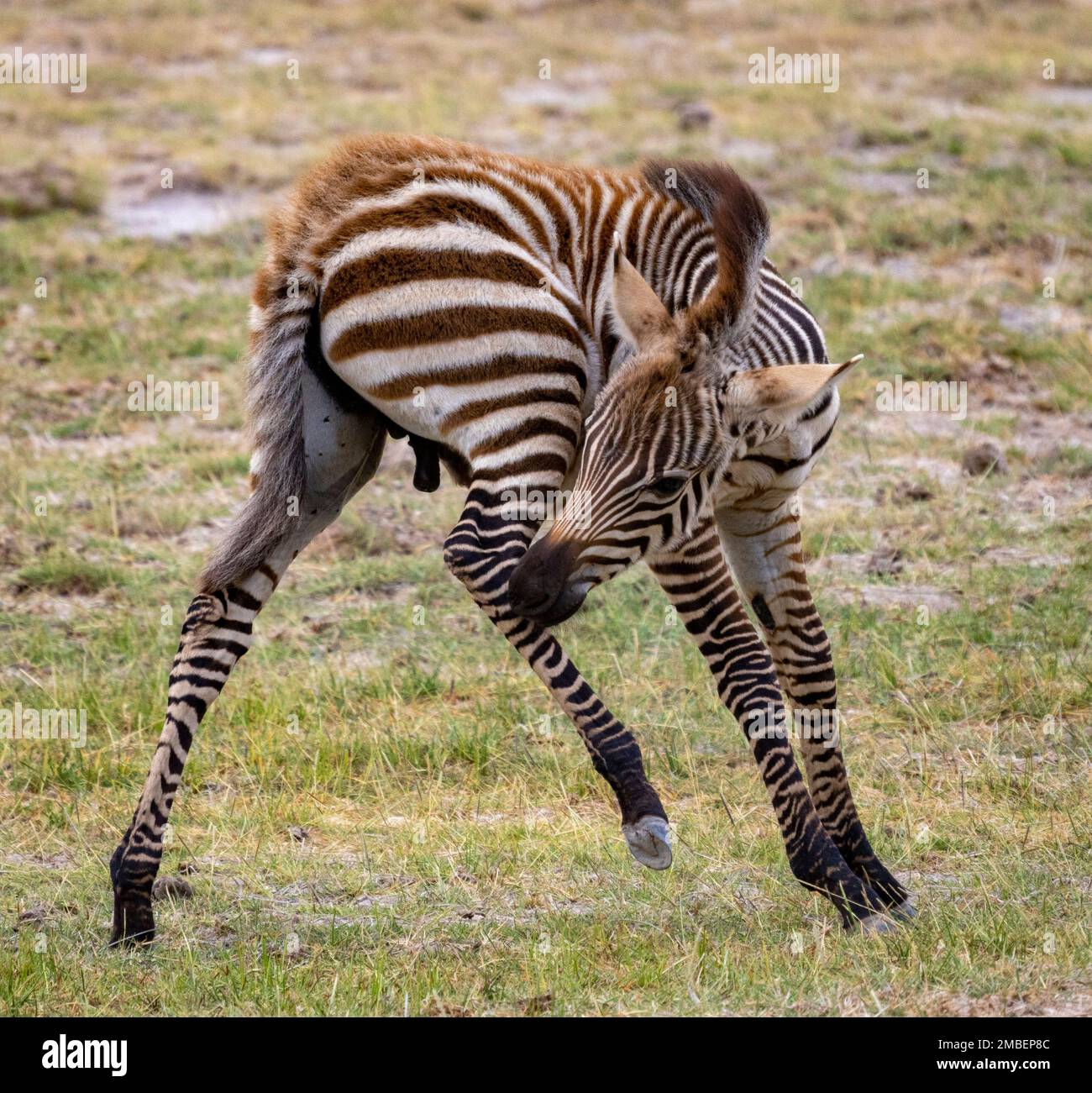 zebra Fohlen beißendes Bein, Amboseli-Nationalpark, Kenia Stockfoto