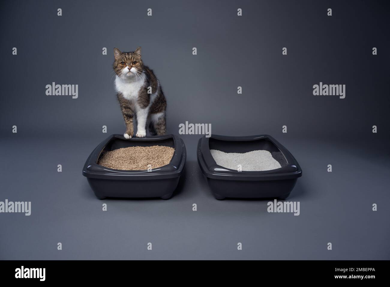 Zwei Katzenstreu-Kisten gefüllt mit Ton und organischem Katzenstreu. Konzeptbild für den direkten Vergleich von abbaubarem und nicht abbaubarem Abfall. Stockfoto