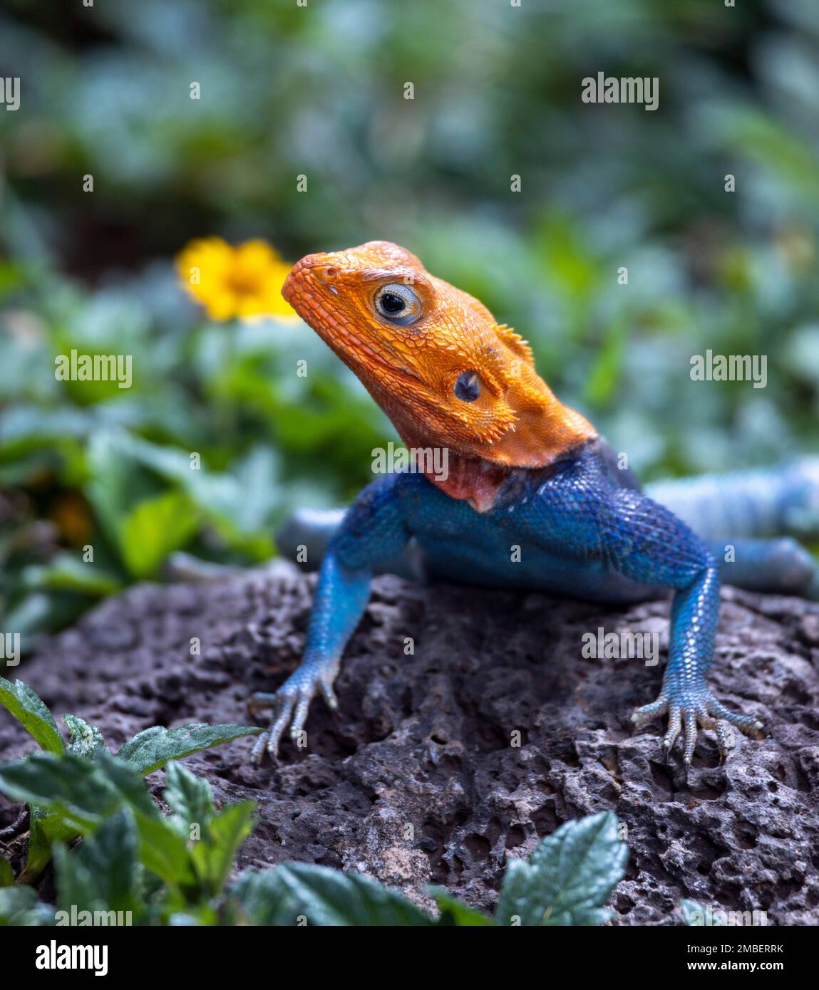 Die gemeine Agama, Rothaarige Felsenagama oder Regenbogenagama (Agama Agama), Amboseli-Nationalpark, Kenia Stockfoto