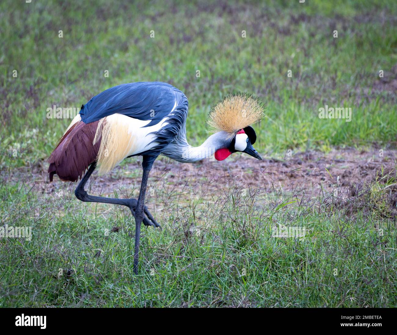 Graukranich (Balearica regulorum), Amboseli-Nationalpark, Kenia, Afrika Stockfoto