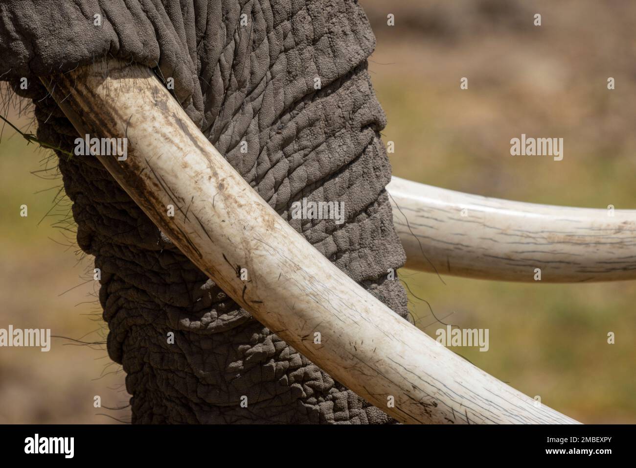 Nahaufnahme von Rumpf und Stoßzähnen des afrikanischen Buschelefanten (Loxodonta africana), Amboseli Nationalpark. Kenia Stockfoto