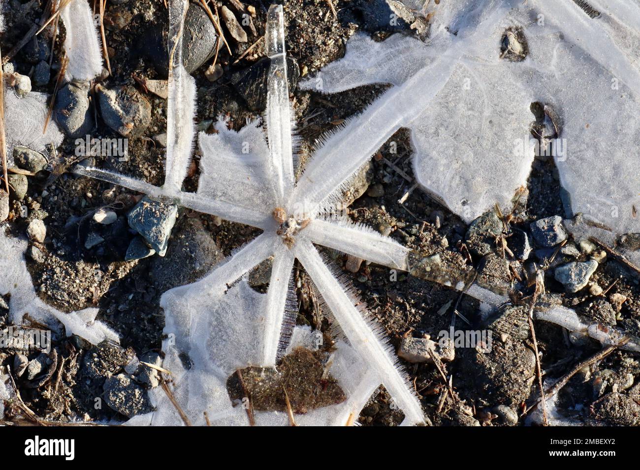 Nahaufnahme einer sternartigen Eisformation mit haararförmigem Reifrost, sonnenbeleuchtet und umgeben von Sand und kleinen Felsen Stockfoto