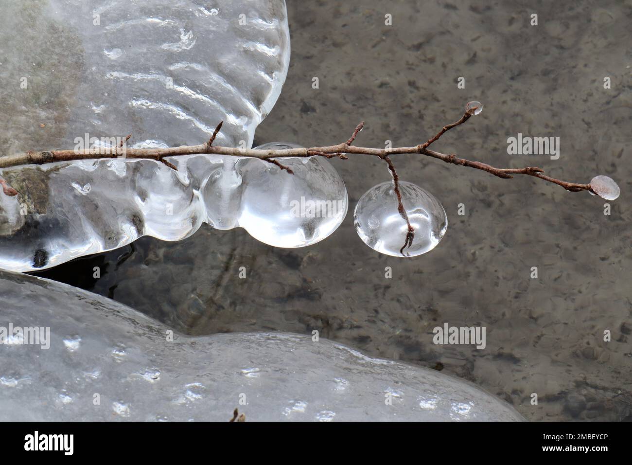 Kleiner Ast mit halbtransparenten Eiskugeln, die über einen Fluss ragen, mit halbtransparenten Eisblättern in der Nähe. Stockfoto