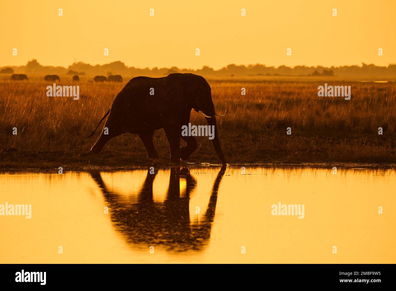 Einsamer Elefant, Loxodonta Africana, bei Sonnenuntergang als Silhouette. Hintergrund sind die Sonne und der orangefarbene Himmel. Chobe-Nationalpark, Botsuana, Afrika Stockfoto
