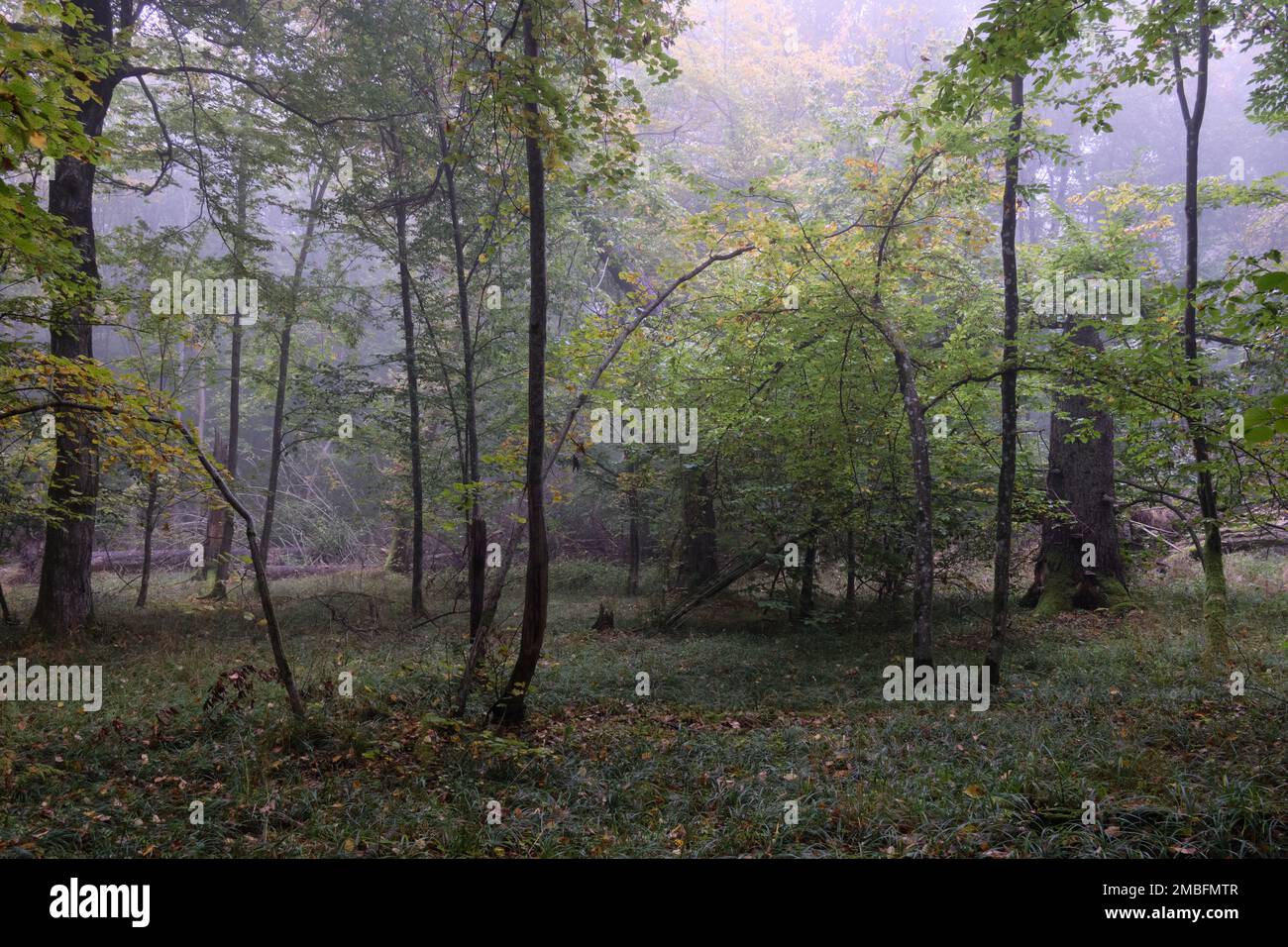 Misty Morning im herbstlichen Wald Wald, Bialowieza, Polen, Europa Stockfoto