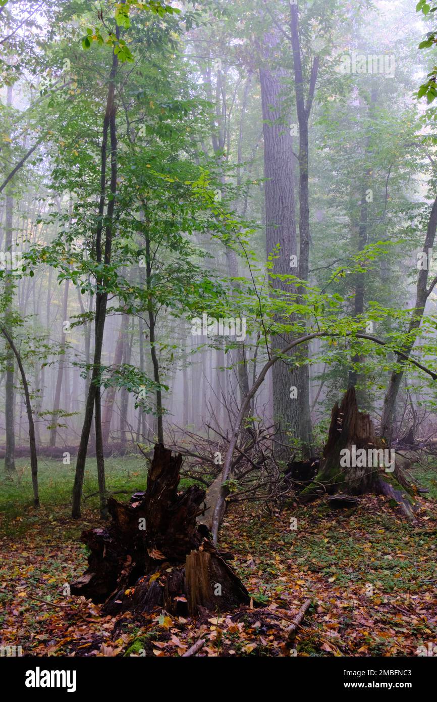 Misty Morning im herbstlichen natürlichen Laubwald, Bialowieza, Polen, Europa Stockfoto