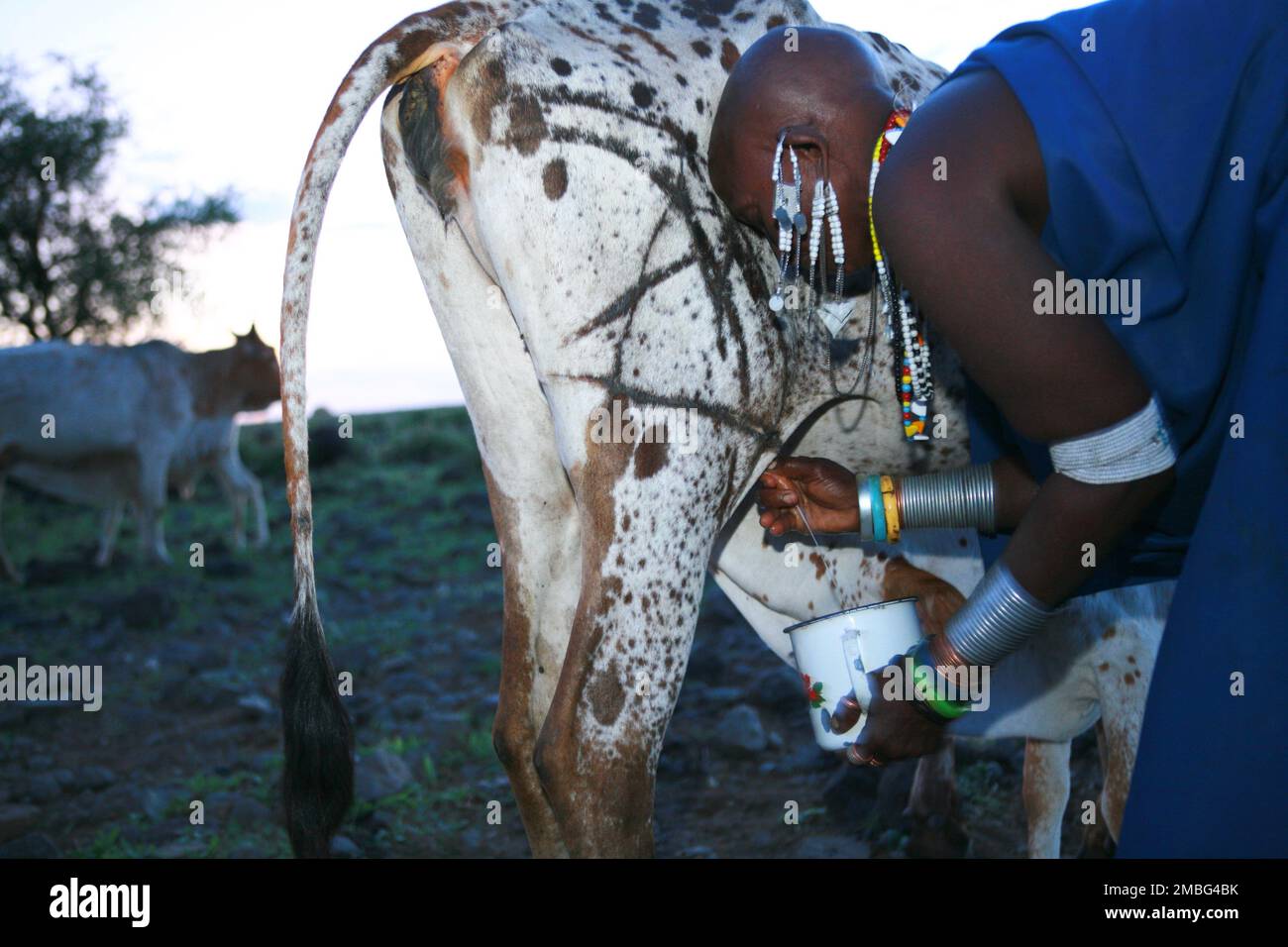 Maasai und Kühe und Milchkühe in Tansania Afrika Stockfoto