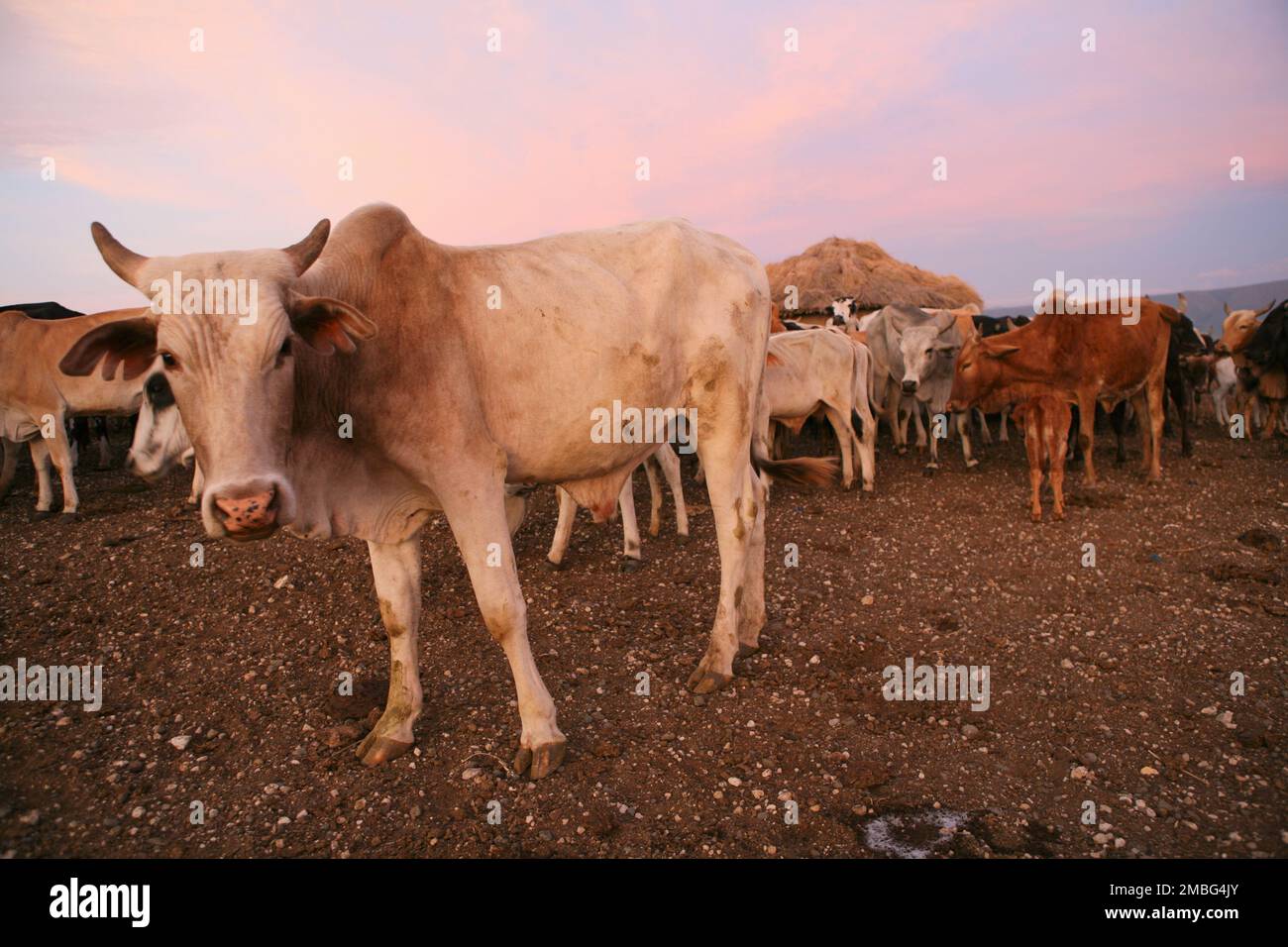 Maasai und Kühe und Milchkühe in Tansania Afrika Stockfoto