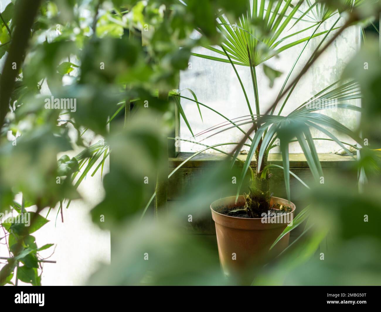 Blumentopf mit Palme auf Fensterbank. Tropische Pflanzen wachsen in Gewächshäusern oder in von Sonnenlicht beleuchteten Häusern. Stockfoto