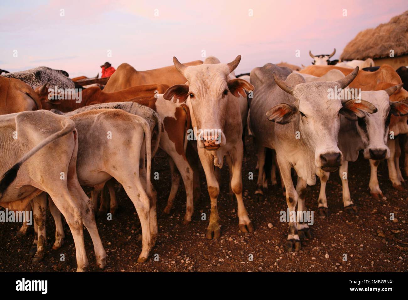 Maasai und Kühe und Milchkühe in Tansania Afrika Stockfoto