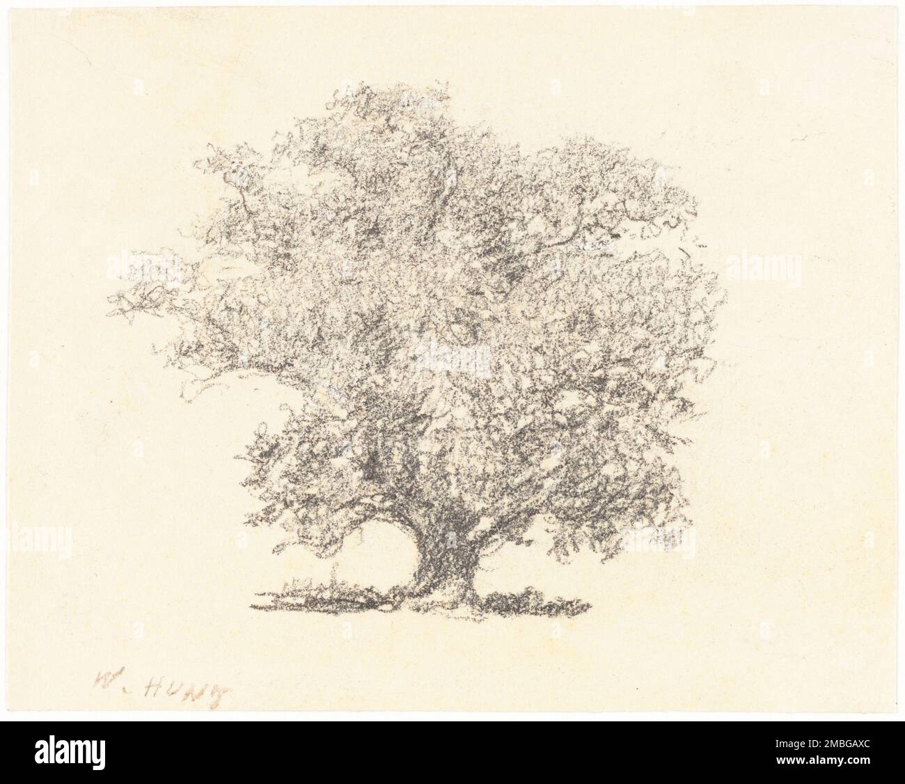 Ein Baum in Blattwerk. Stockfoto