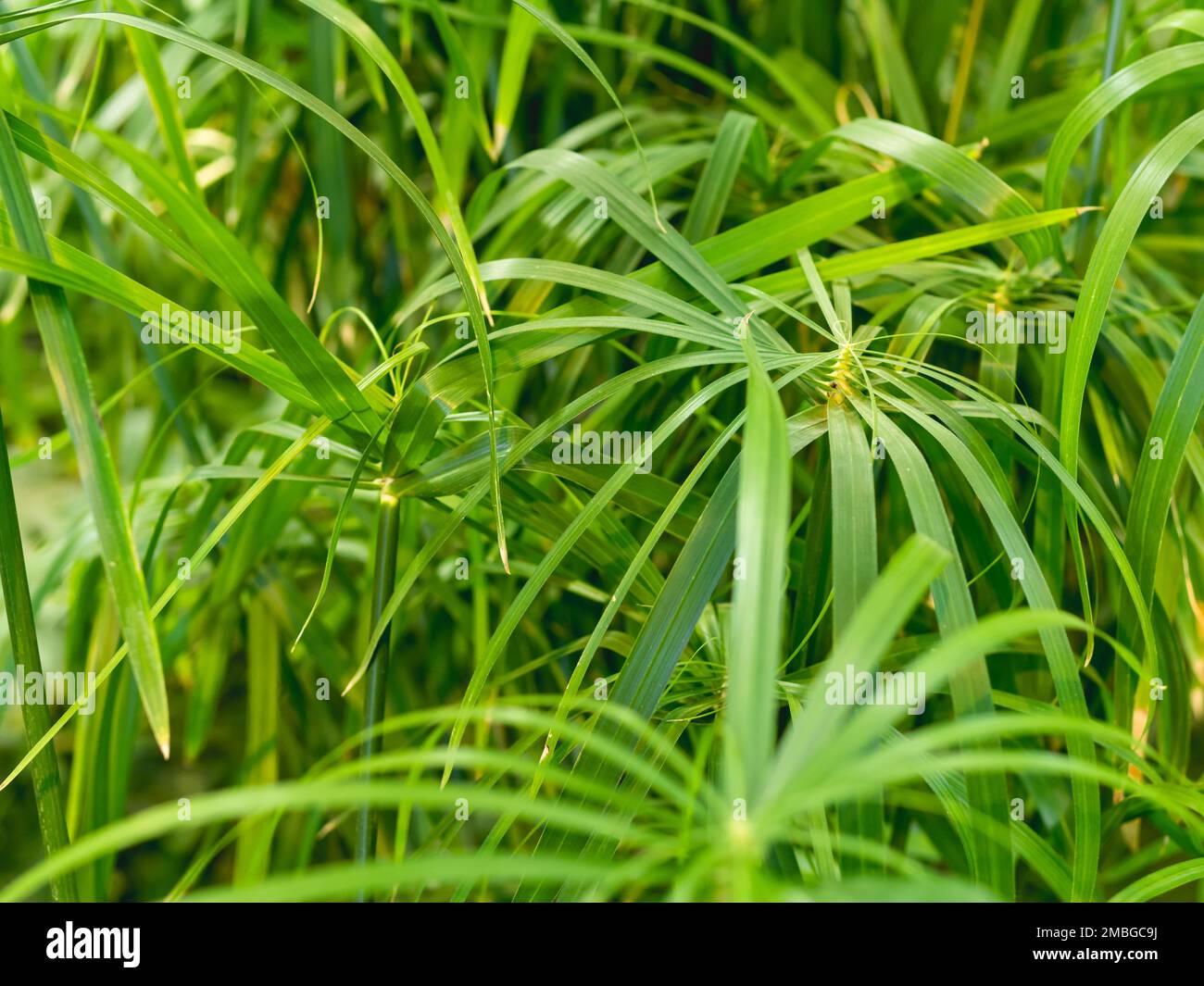 Vollgerahmtes Foto von Cyperus alternifolius, Schirmpapyrus, Schirmseide oder Schirmpalme. Grünes Laub einer grasähnlichen Pflanze. Stockfoto