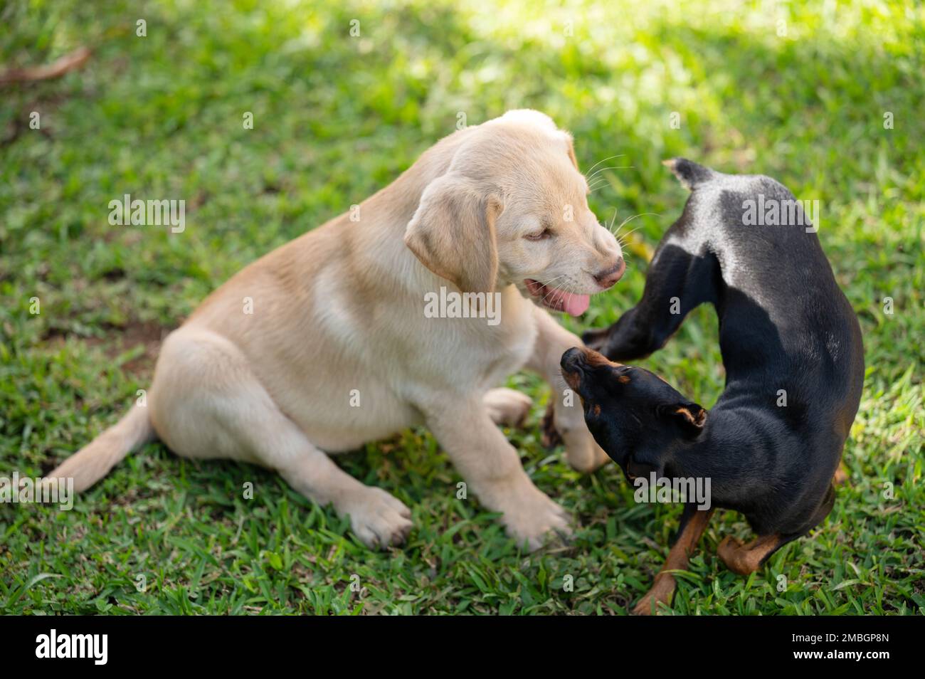 Verspielte Hunde mit zwei Welpen auf sonnigem Grasgarten Stockfoto