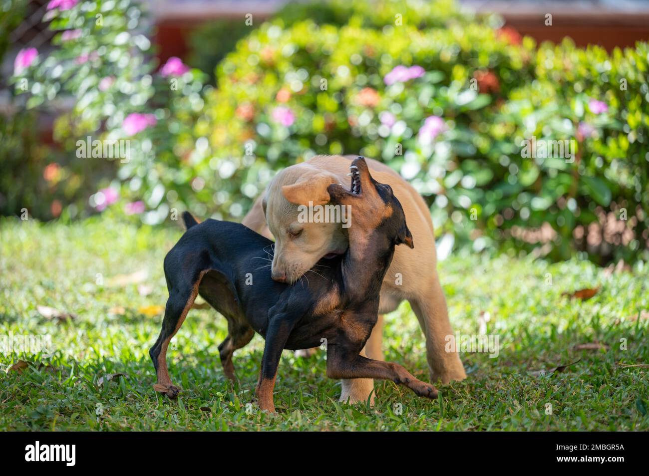 Spielen Sie im Freien zwei Hunde auf grünem, sonnigen Hintergrund Stockfoto