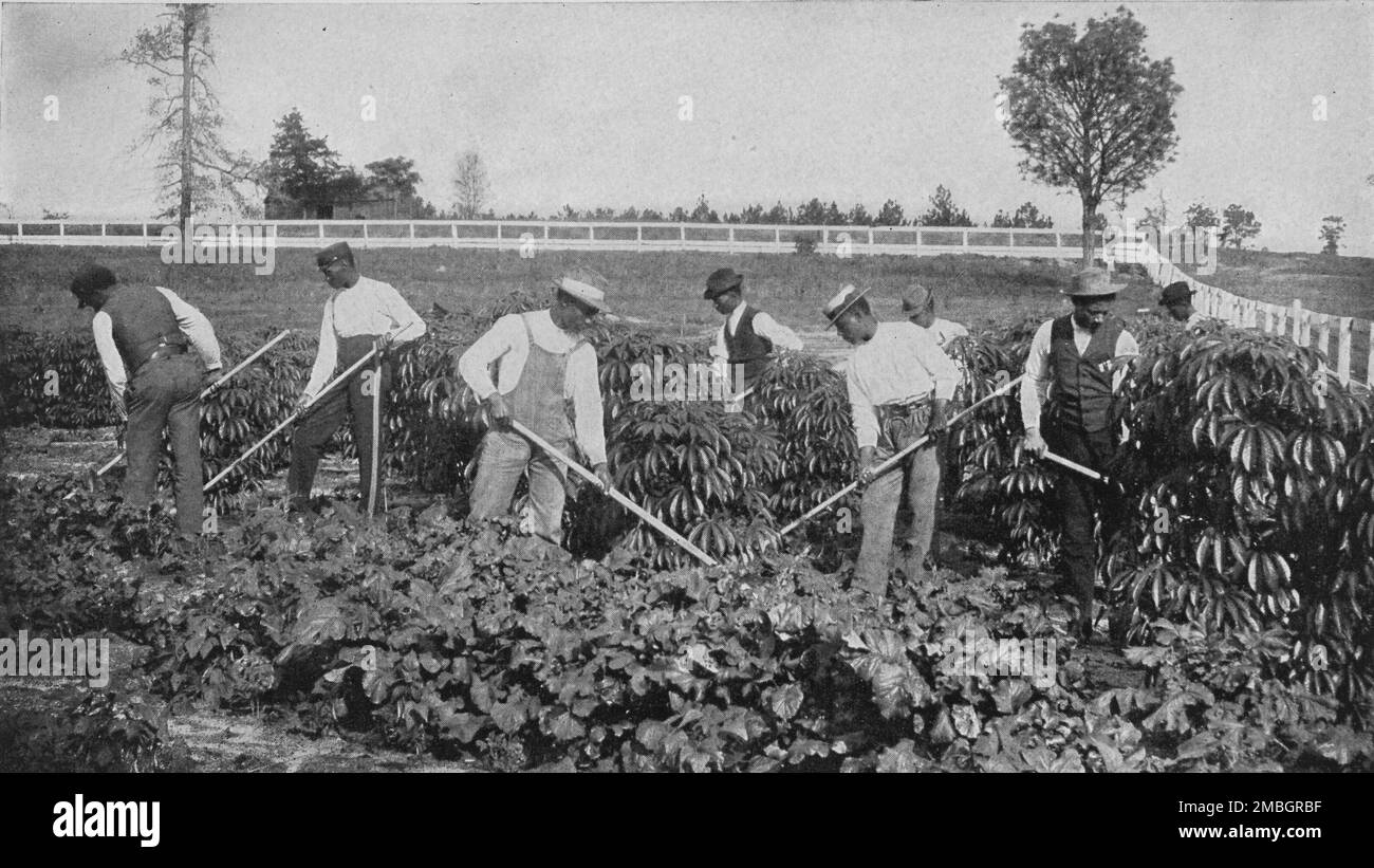 Kultivierung einer Kassavafläche auf dem landwirtschaftlichen Versuchsgelände 1904. Stockfoto