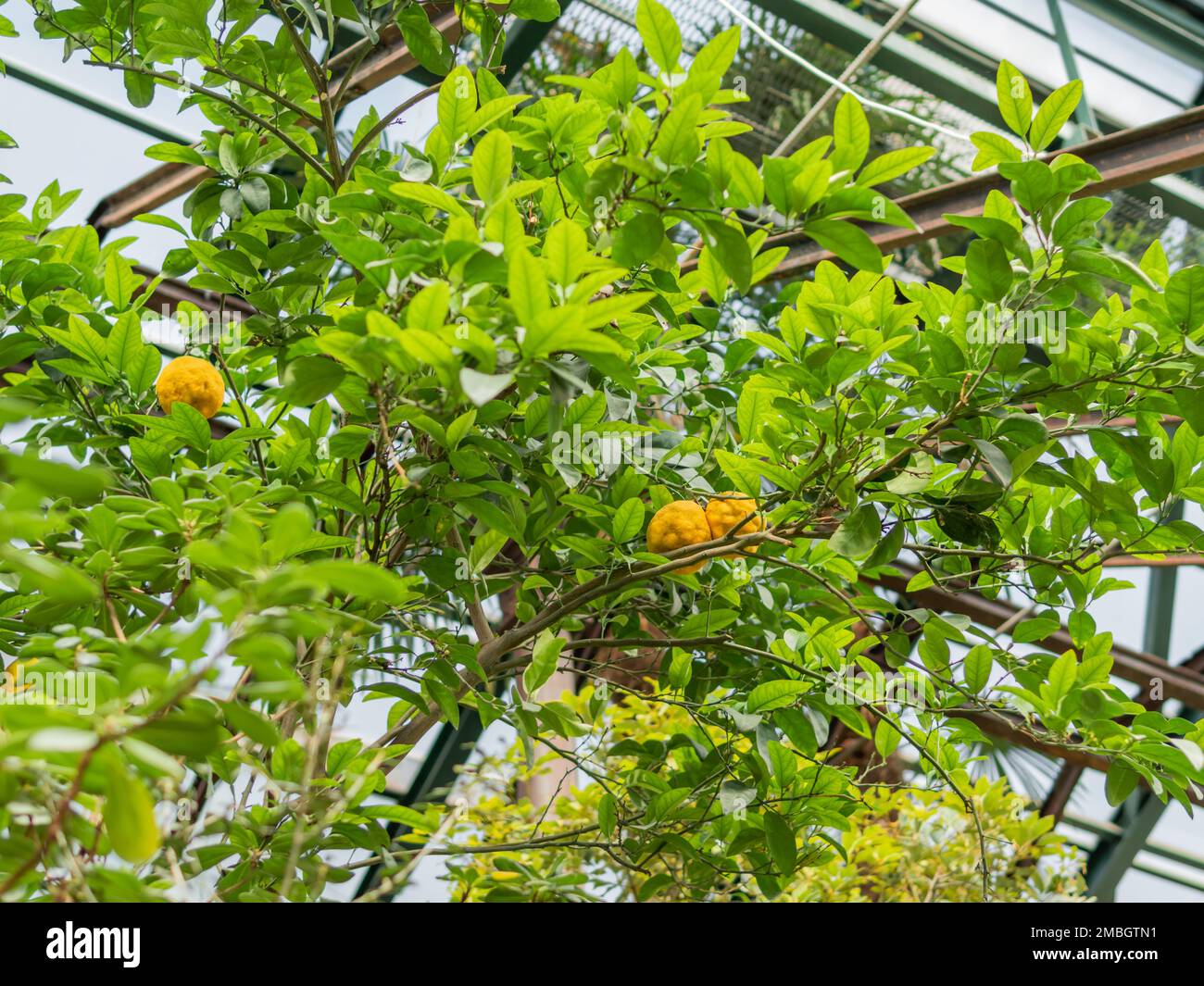 Zitrusbergamie oder Bergamotorange. Zitrusfrüchte unter grünen Blättern des Laubs. Stockfoto