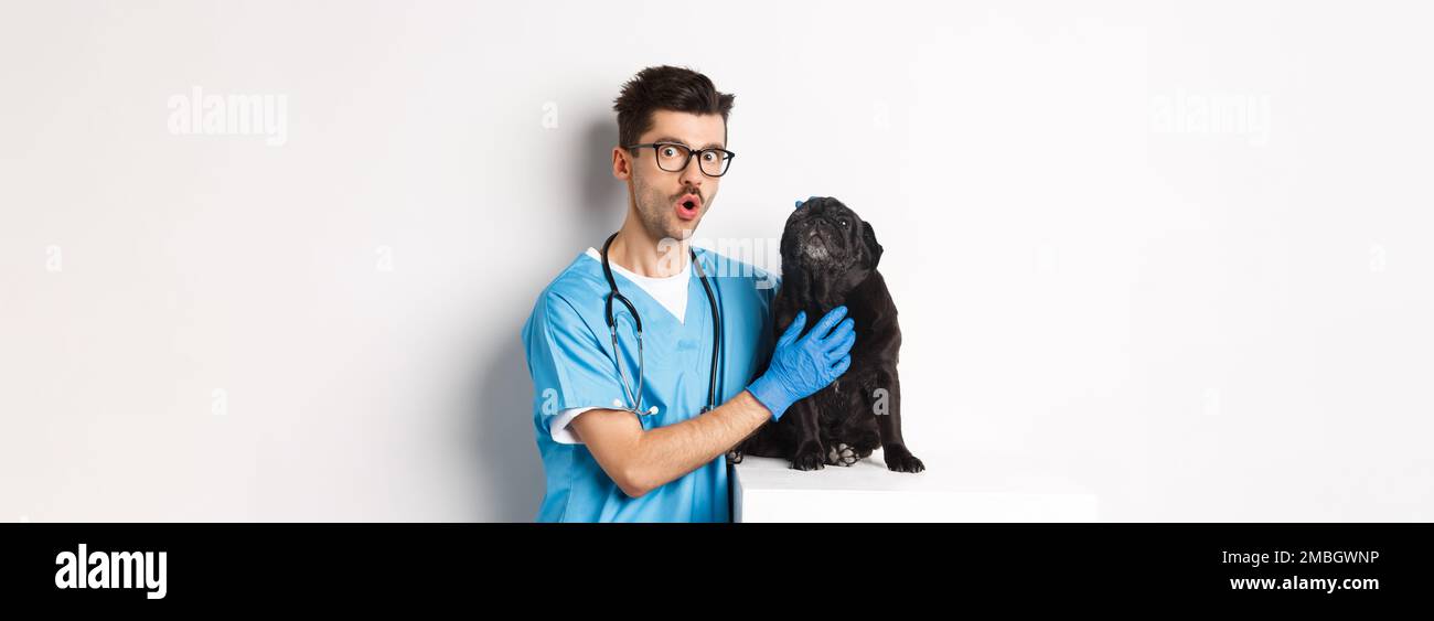 Schöner junger Tierarzt Arzt Kratzen niedlichen schwarzen Mops, Haustier  einen Hund, stehend in Scrubs über weißem Hintergrund Stockfotografie -  Alamy