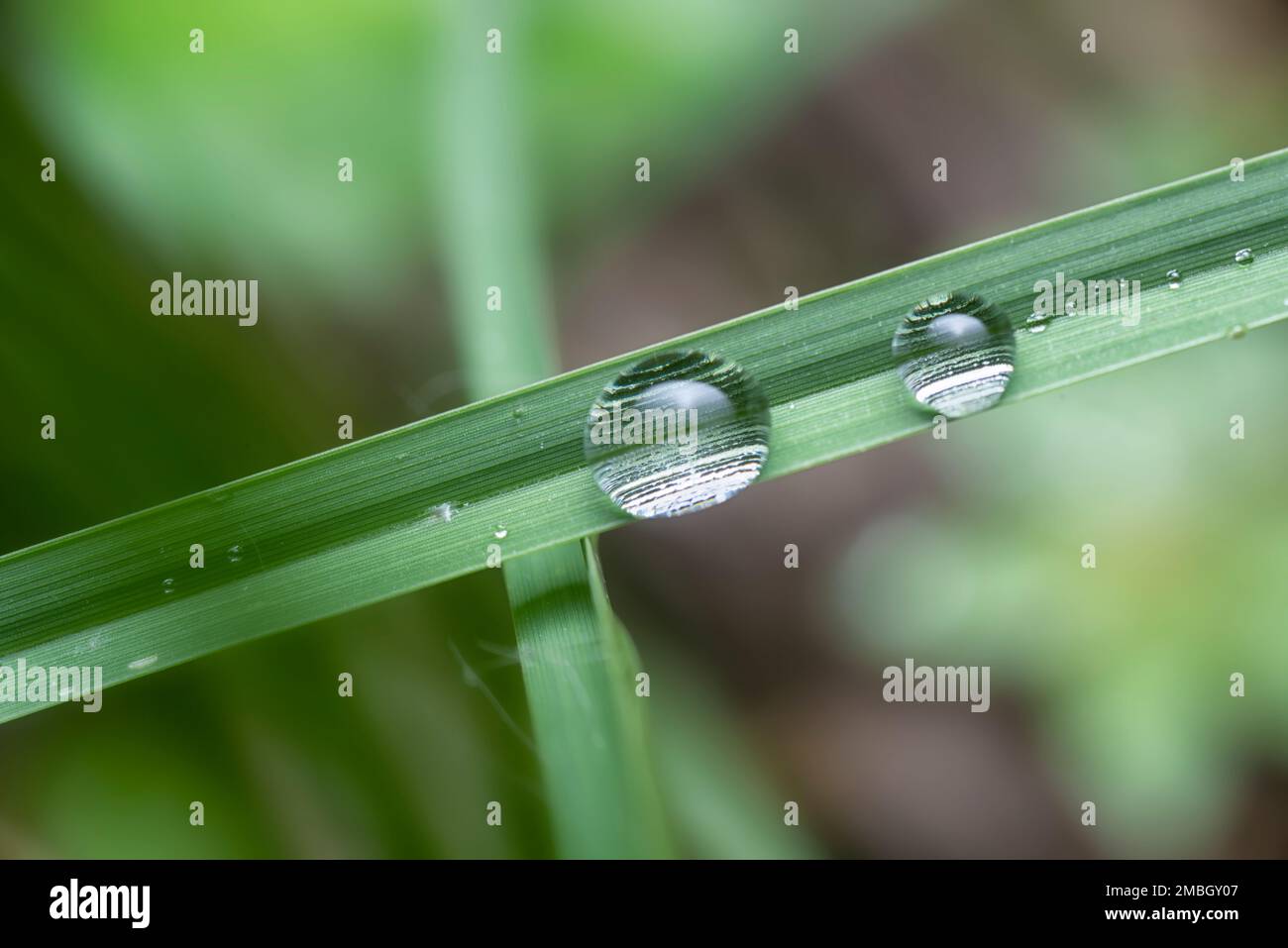 Nahaufnahme der Wassertropfen, die an den Blättern hängen Stockfoto